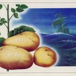 Появление картофеля в европе