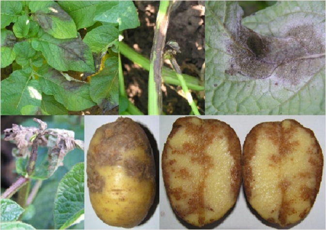 фото общих признаков фитофтороза картофеля