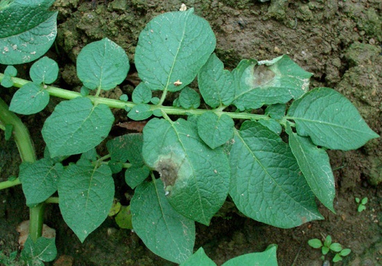 фото фитофтороза на листьях картошки