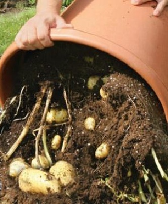 фото сбора урожая картофеля в бочке