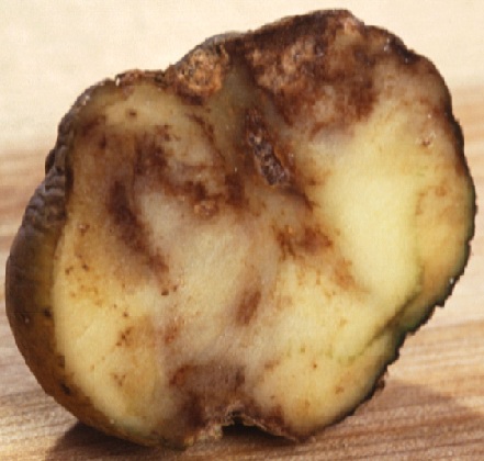 фото сгнившего от фитофторы картофельного клубня