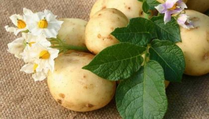 как правильно вырастить семена картофеля