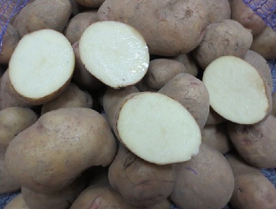 картофель Аврора фото