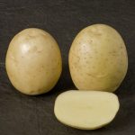 фото сорта картошки невский