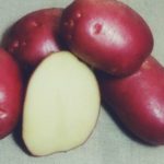 картофель рокко фото