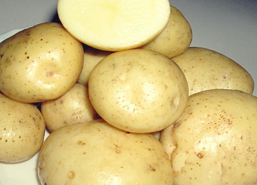 картофель санте фото
