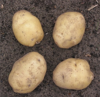картофель Елизавета фото
