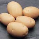 картошка латона фото