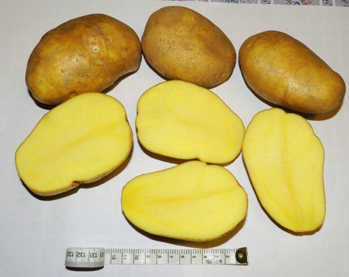 картофель сорта тулеевский фото