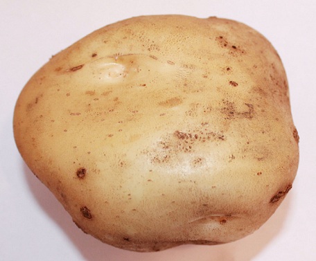 картофель тимо фото