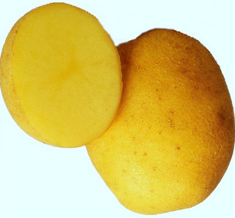 картофель венетта фото