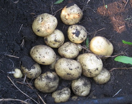 фото выращенного из семян картофеля