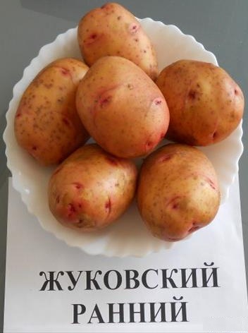 картофель жуковский ранний фото