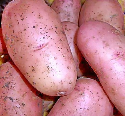 картошка рябинушка фото