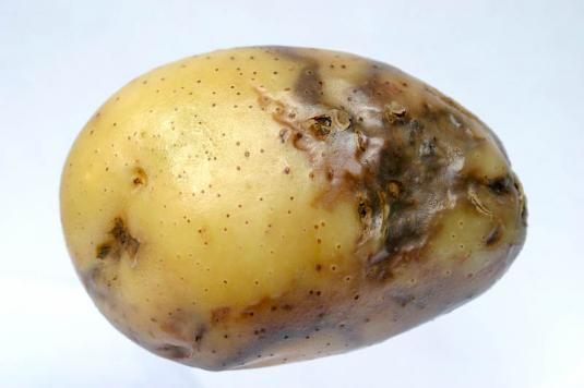 фото фитофтороза на клубне картофеля