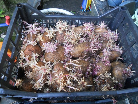 проращивание картофеля во влажном ящике