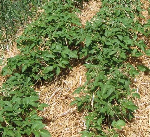 фото роста картошки под сеном