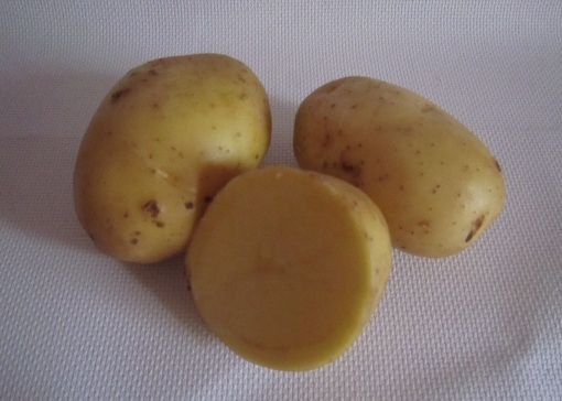 сорт картофеля бриз фото