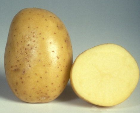 сорт картофеля джелли фото