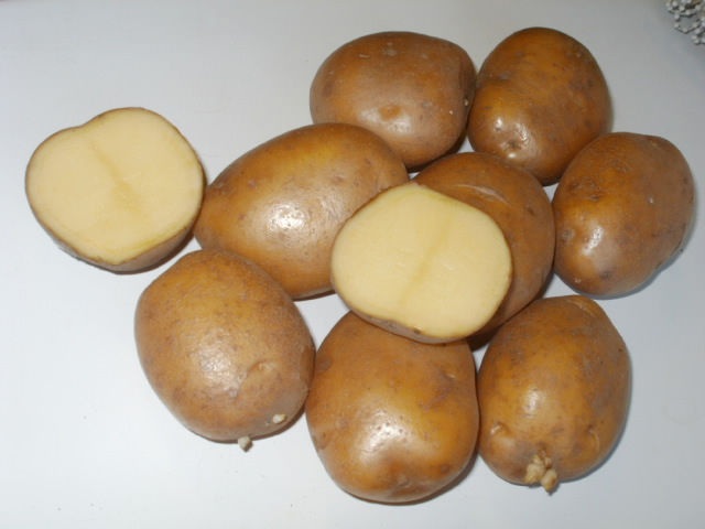сорт картофеля скарб фото