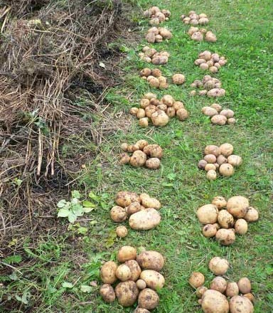 урожаность картофеля под соломой фото