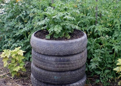 выращивание картофеля в автомобильных шинах фото