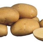 Сорт картофеля «Чародей» – описание и фото