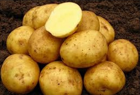 фото картофеля ласунок