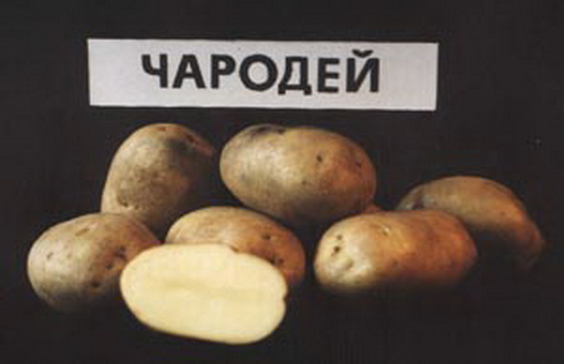 картошка сорта чародей фото