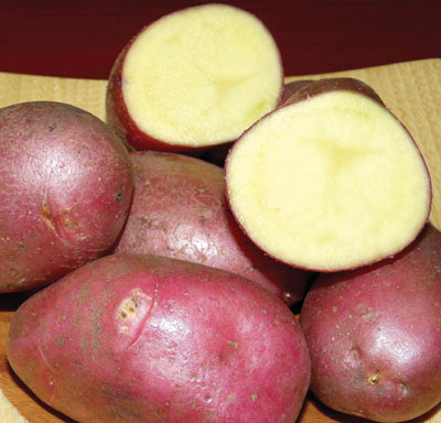 Сорт картофеля «Каменский» – описание и фото