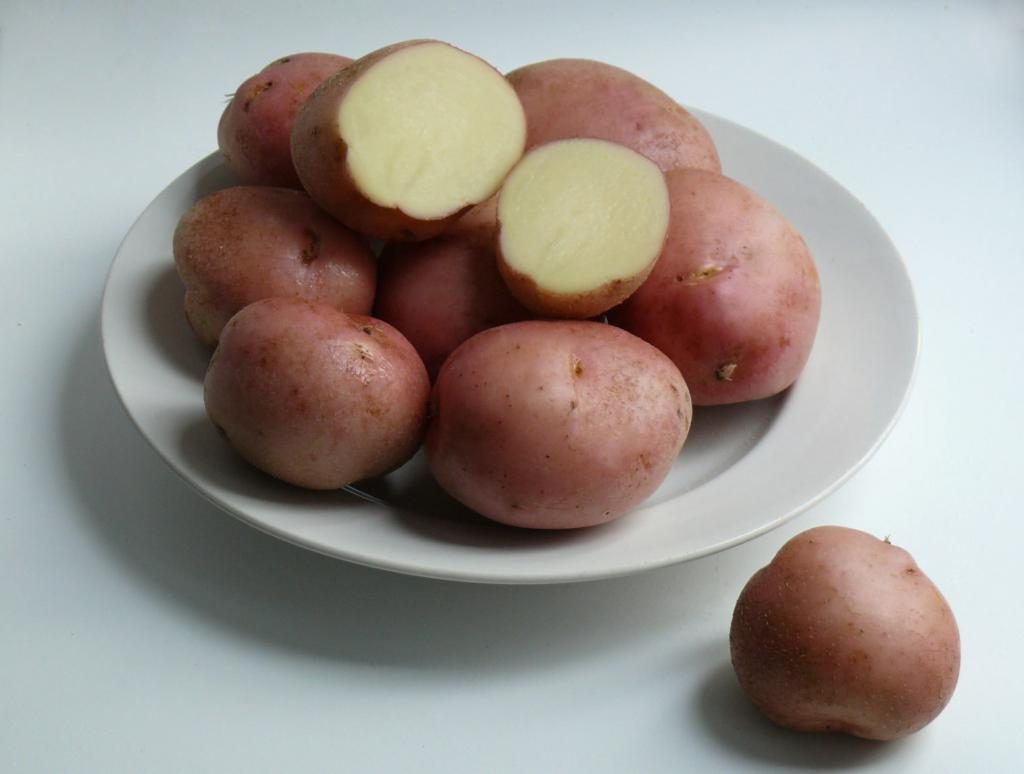 сорт картофеля романо фото