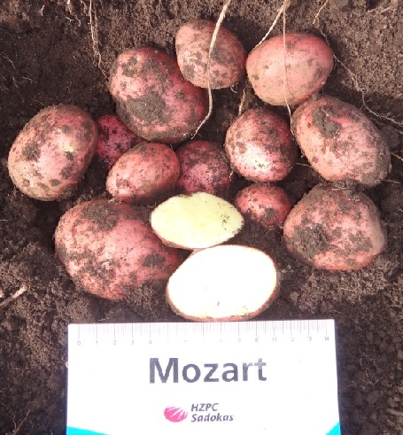 картофель моцарт фото