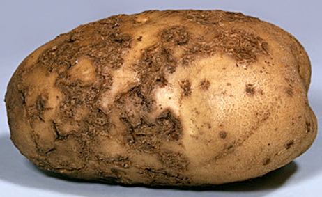 фото порошистой парши картофеля