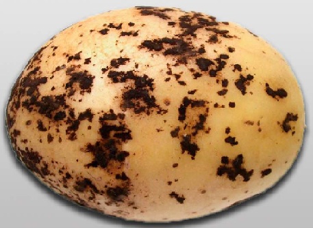 ризоктониоз клубня картофеля