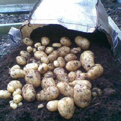 фото сбора урожая картошки из мешков