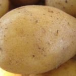 картошка Лина фото