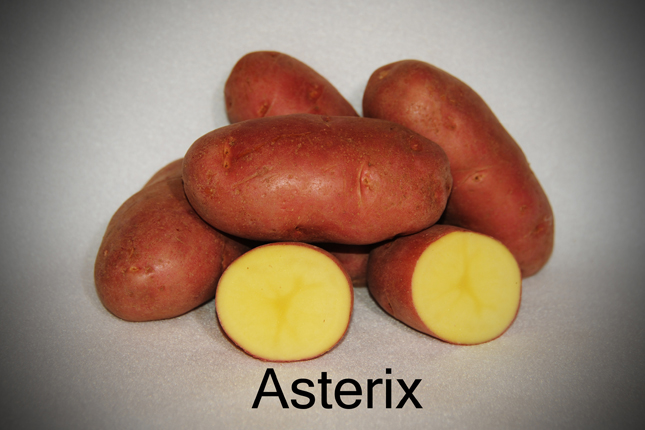 сорт картофеля астерикс фото