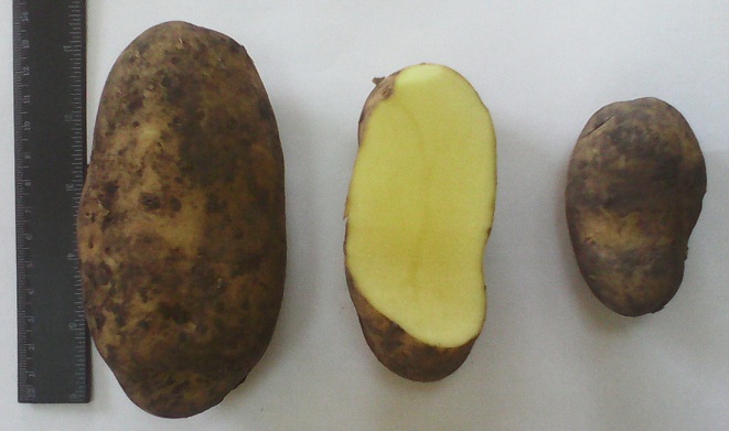 сорт картофеля колетте фото