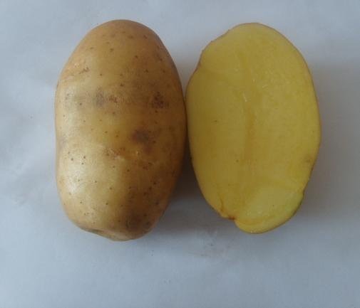 сорт картофеля уладар фото