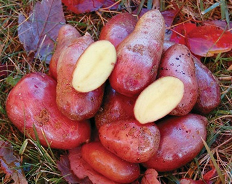 Сорт картофеля «Идеал» – описание и фото