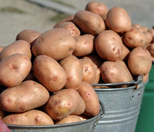 урожайность картошки по голандской технологии
