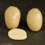 картошка леди Клер фото