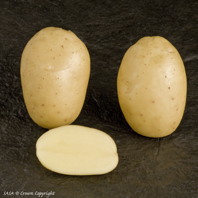 сорт картофеля леди Клер фото