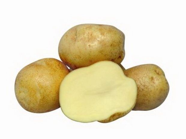 сорт картофеля сифра фото