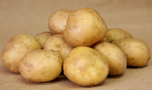 сорт картофеля утро фото