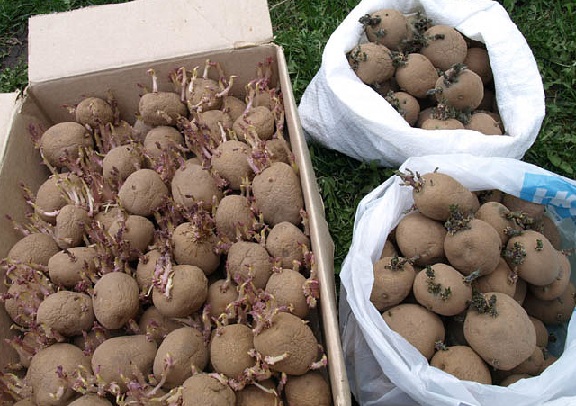 клубни картошки для посадки без пропалывания сорняков фото
