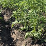 5 способов посадки картофеля