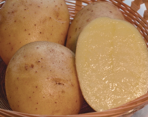 сорт картофеля инара фото