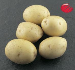 сорт картофеля коломбо фото