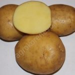 сорт картофеля метеор фото
